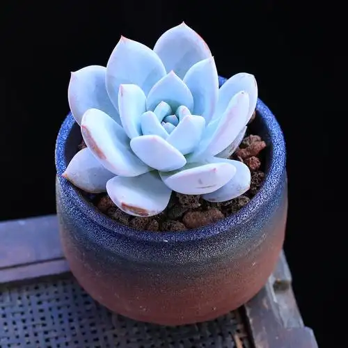 植物嫦娥多肉盆栽办公办公室室内绿植花卉云南多肉植物