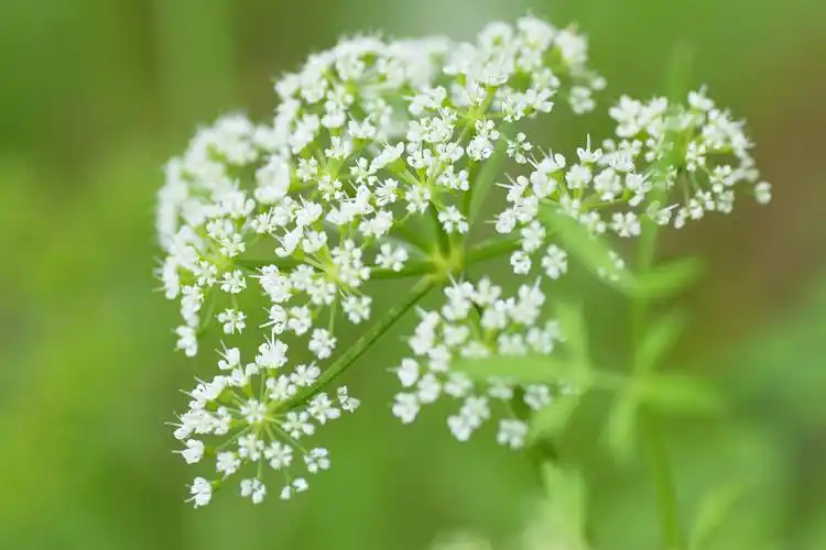 毒芹的功效与作用
