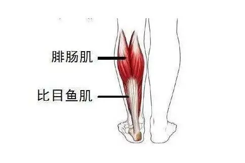 健身的魅力:拉伸比目鱼肌前后对比
