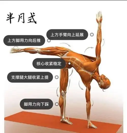 28个常见瑜伽体式解剖图「01」——正位,发力能一目了然(瑜伽解剖学体