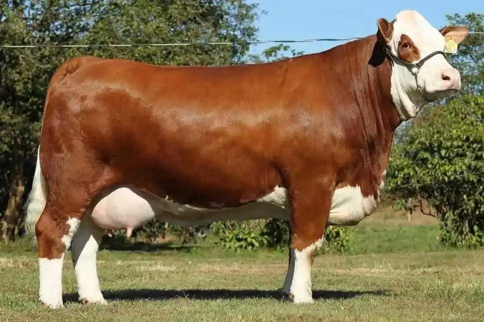 弗莱维赫杂交改良肉牛,这么说先马士也是弗莱维赫的后裔 91# - 抖音