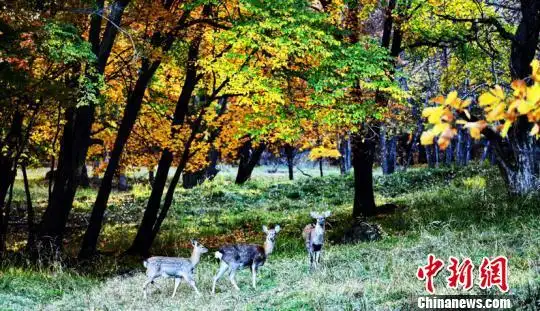 最大的半野生散养鹿场,放养着梅花鹿,马鹿,獐子,狍子等鹿科动物2000余