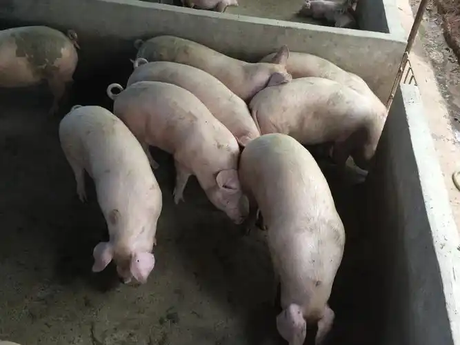 重庆市丰都县三元镇供应内三元生猪