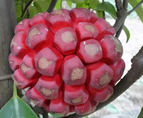 湖南,广东,香港,海南,广西,四川,贵州,云南等地,木质常绿藤本野生水果