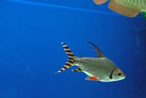 飞凤鱼 观赏鱼 宠物