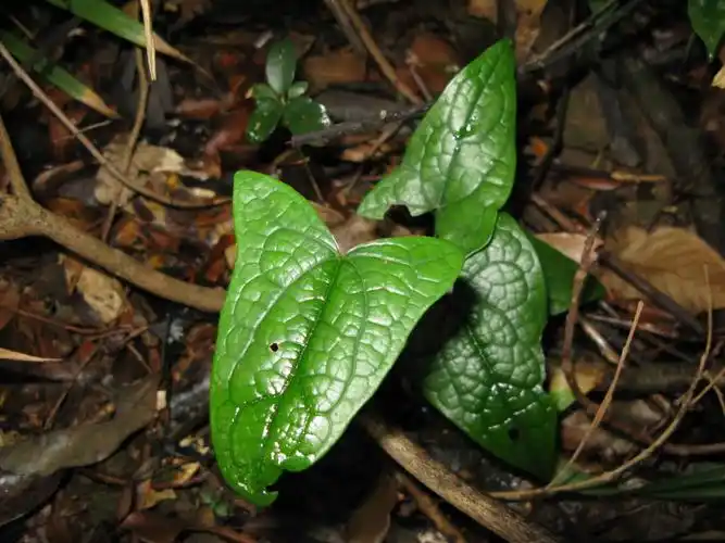 p>青牛胆(学名: i>tinospora sagittata /i> (oliv.) gagnep.