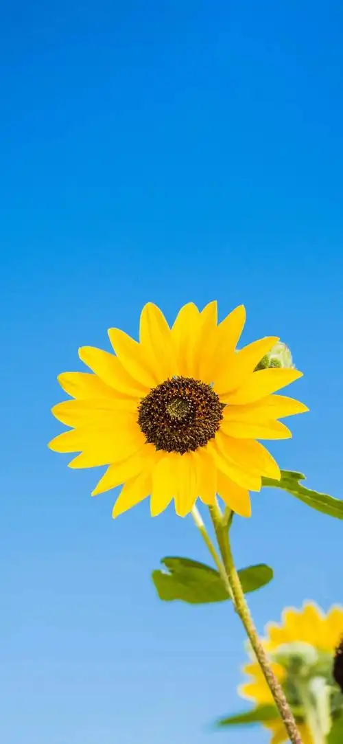 向阳而生,唯美的向日葵壁纸,全屏高清无水印