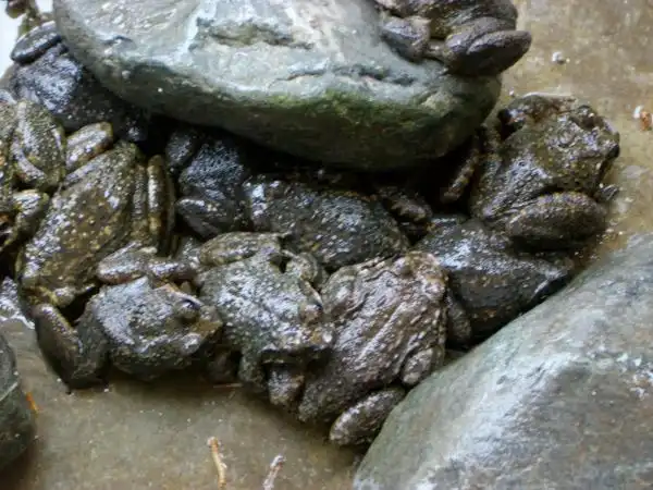 石蛙种蛙,幼蛙,蝌蚪