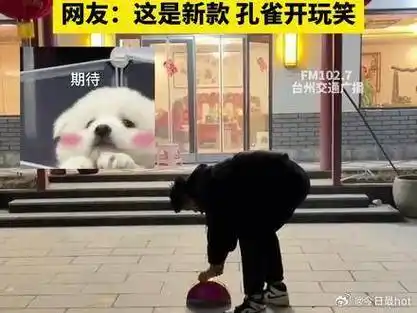 网友燃放孔雀开屏烟花,刚"开屏"就爆炸 这是新款,孔雀开玩笑|烟花