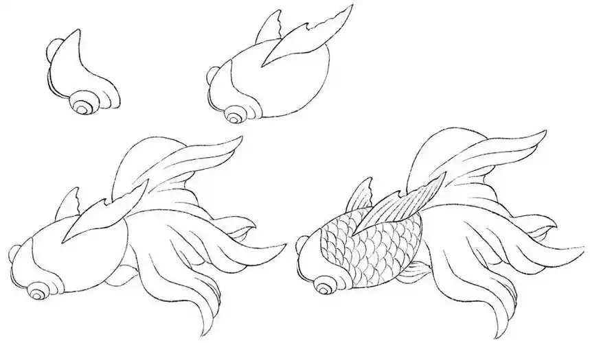 绘画知识工笔画金鱼