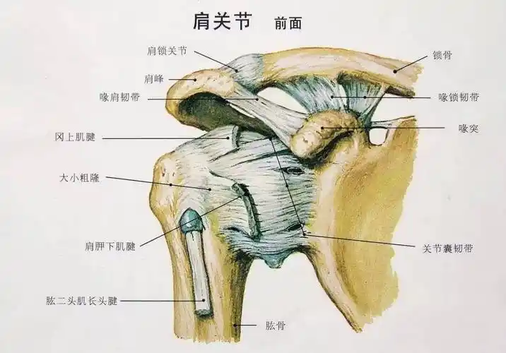 如何正确锻炼肩部的方法及要领,看完你将受益匪浅