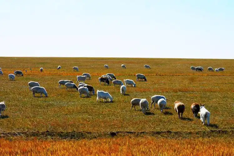 天苍苍 野茫茫 风吹草低见牛羊大草原 乳飘香 伊利牛奶好营养我就想