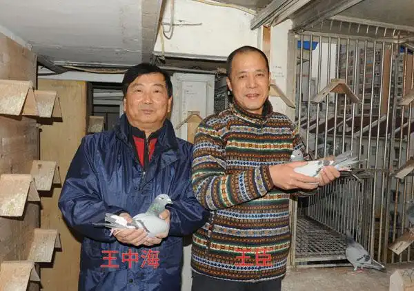 上海鸽坛名家王臣育种与参赛公棚速写