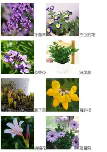 草本植物(草本植物阶段有垂直结构吗)