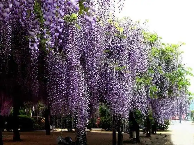 紫藤花树苗爬藤植物庭院围墙四季开花盆栽花苗绿植花卉长穗紫藤萝