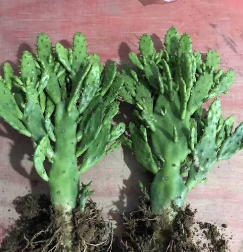 千手观音千佛手仙人掌盆栽 吸甲醛防辐射电脑宝贝耐旱养不死绿植--爱