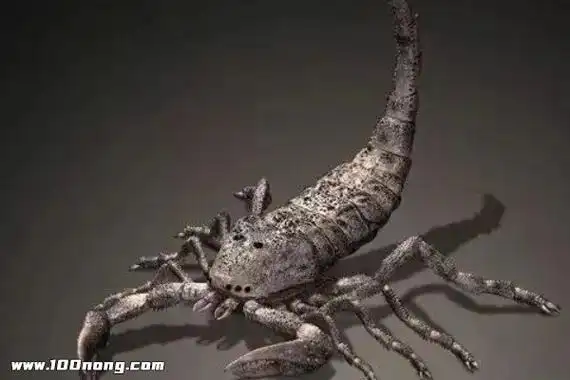 世界上十大禁止恐怖动物照片,远古灭绝的十大可怕动物(体型惊人)