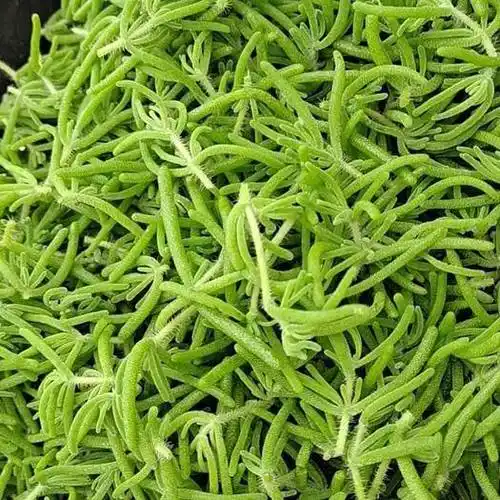 非洲冰草 无公害