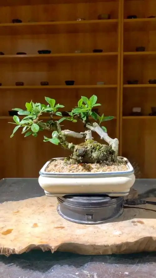 矮霸栀子花老桩