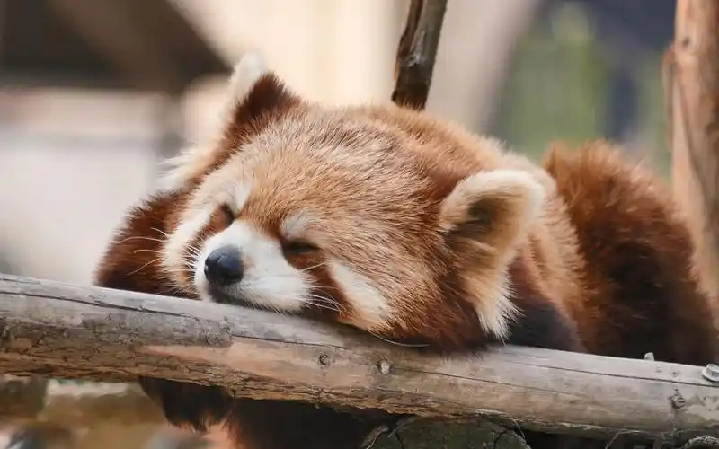 咖啡配色小可爱【小熊猫】