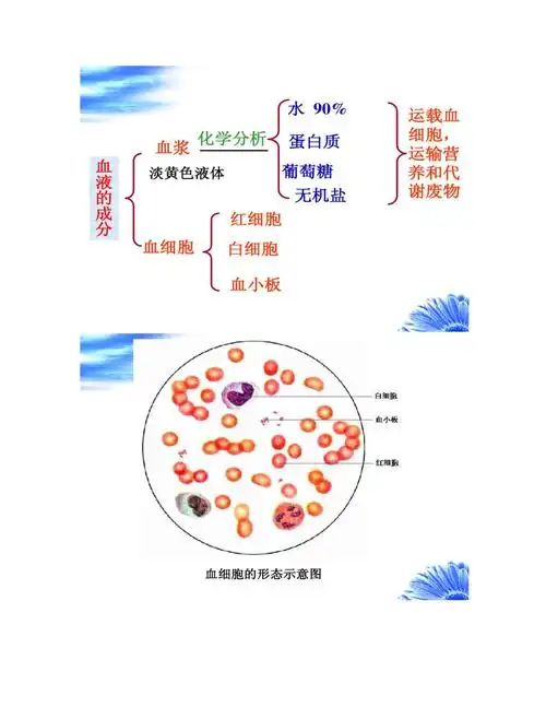 血液的组成和功能