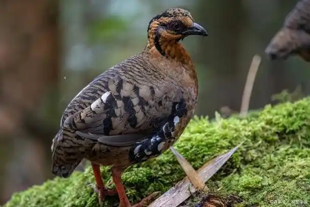 鹧鸪是国家几级保护动物