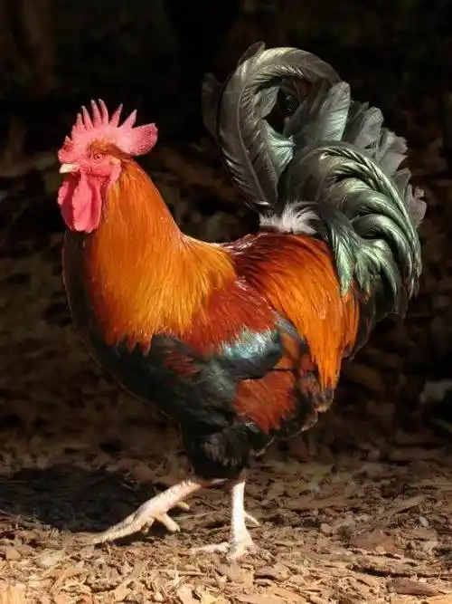 美丽的大公鸡,雄赳赳气昂昂