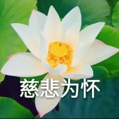 荷花头像带字图片