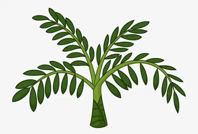 绿色橡胶树