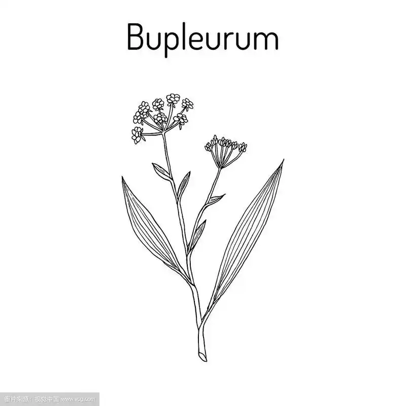 柴胡药用植物柴胡
