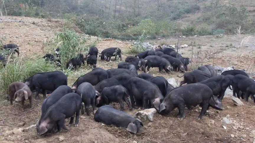 生态环境放养跑山黑猪,无饲料无添加曾用野猪杂交育种