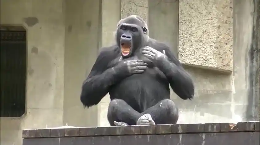 大猩猩拍胸口表情视频在线观看 - 西瓜视频