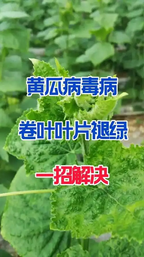 黄瓜病毒病,卷我叶片褪绿,教你一招解决