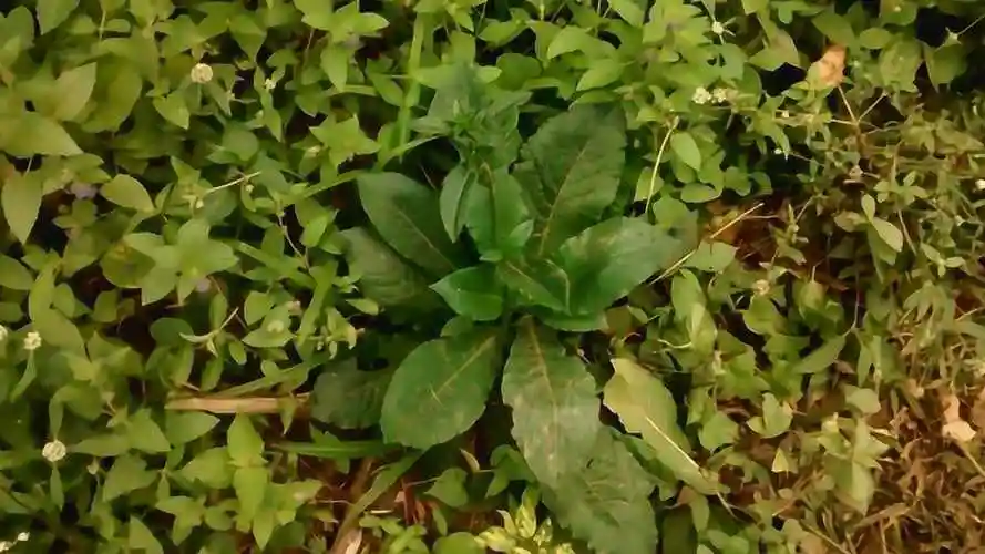 苦地胆又叫草鞋底,铺地娘等,老中医用来煎汤治疗感