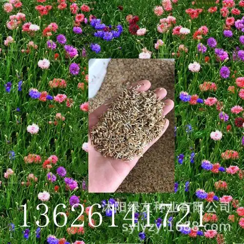 批发矢车菊种子 矢车菊13626141721