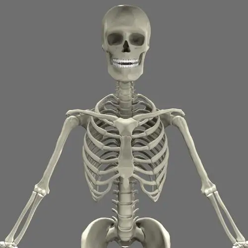 人体骨骼3d模型