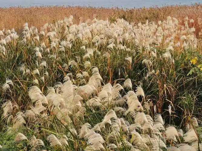 梦深处的芦苇荡