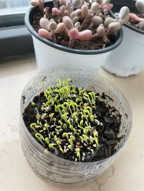 老铁们我的火龙果发芽了