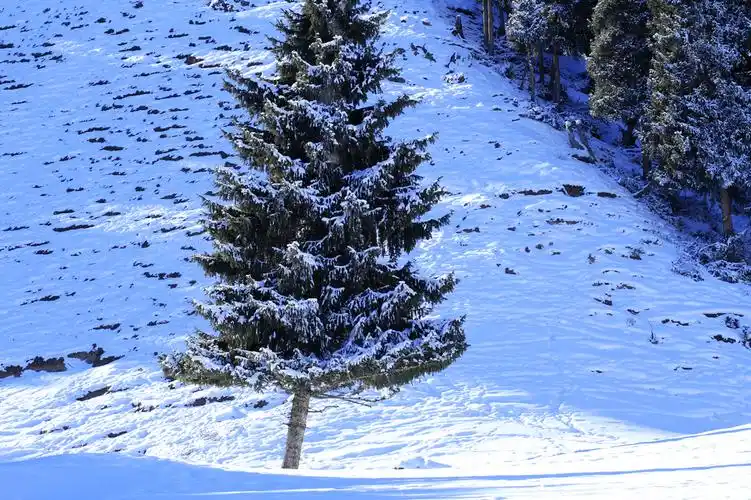雪山,雪松