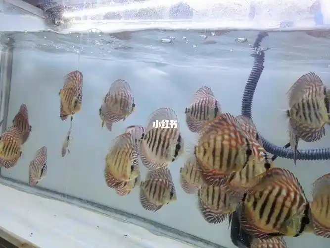 七彩神仙鱼松石