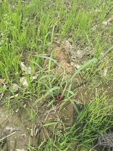 大龄稗草,大龄马唐,拖藤千金子怎么除?快用喜农乐"氿爷"!