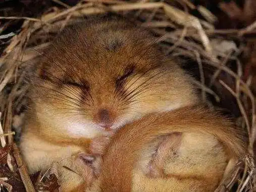 冬天冬眠的动物有哪些