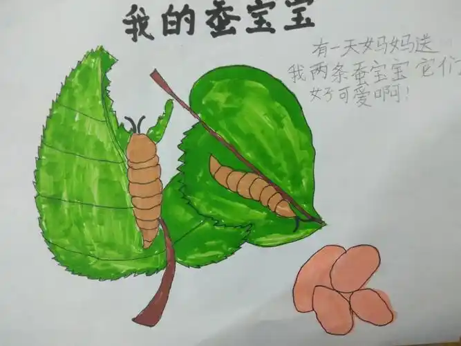 绘本创作系列二 写美篇《我的蚕宝宝》