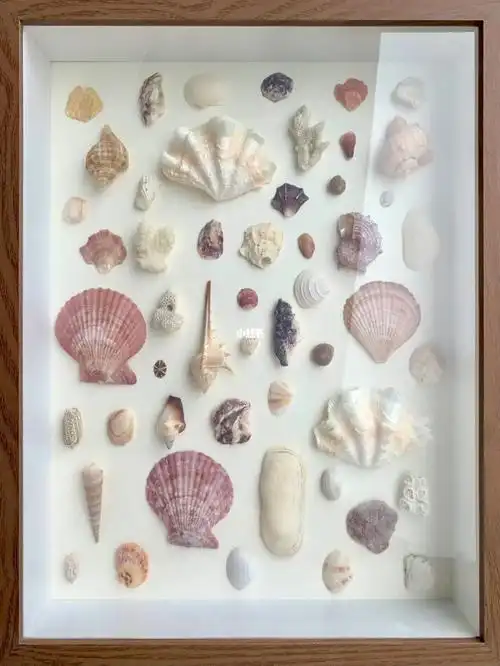 粉紫调的贝壳标本