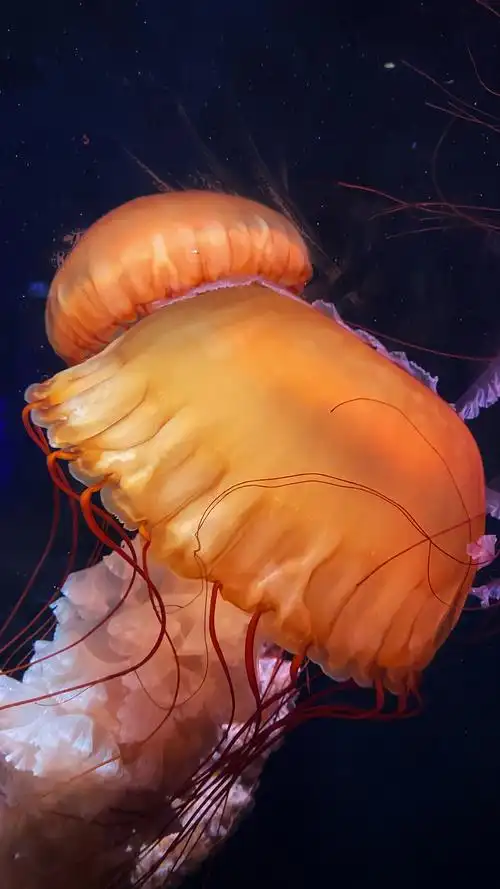 红水母-最美的衣裳莫过于你身上的红裙