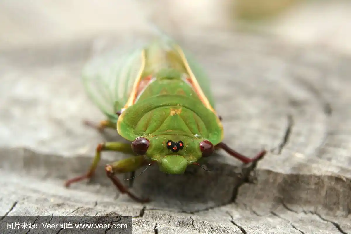 澳大利亚绿蝉