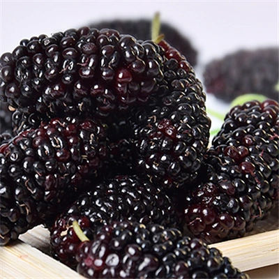 黑桑葚怎么泡水喝正确黑桑葚泡水的注意事项