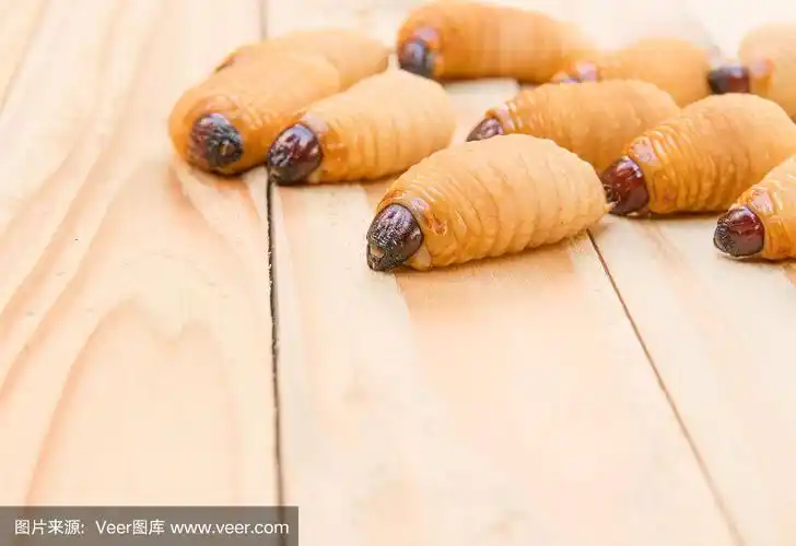 木地板上的红棕榈象鼻虫(rhynchophorus ferrugineus)幼虫选择性聚焦