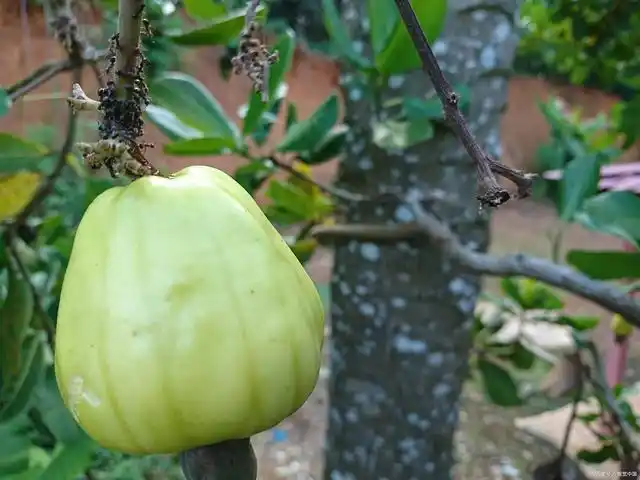 毒番石榴真的是地球上最"危险"的树吗?