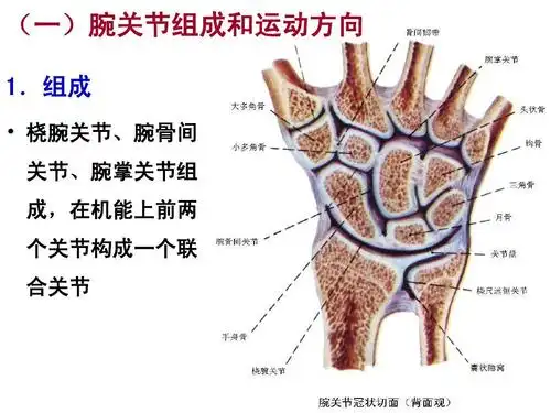 腕关节运动学ppt_word文档在线阅读与下载_无忧文档